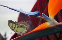 Tropical butterfly, Chiswell Green