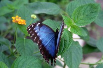 Tropical Butterfly, Chiswell Green