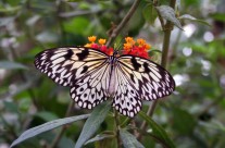 Tropical Butterfly, Chiswell Green