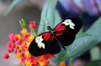 Tropical Butterfly,Chiswell Green