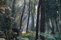 Chipperfield Woods, England