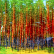New artwork ‘Fantasy Forest’