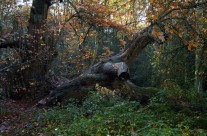 The Woods at Chipperfield Common in Hertfordshire, England.