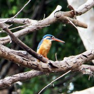 Elusive Kingfisher