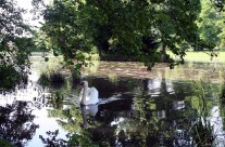 Summer Swan at Stowe, England