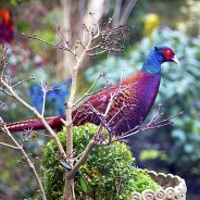 A wild pheasant visits the garden…