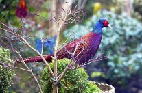 A wild pheasant visits the garden…