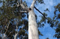 Eucalyptus Trees in Perth, Western Australia