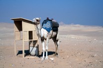 Desert view at Saqqara