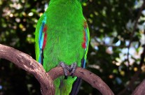 Green Parrot at Cape Tribulation, Queensland Australia.