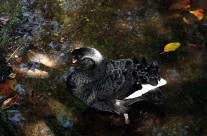 Fabled Black Swan in New South Wales Australia.