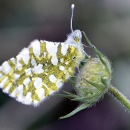 Such delicate delights…