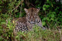 Leopard, Masai Mara, Kenya