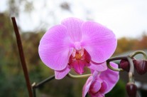 Orchid