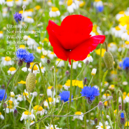 Ultimately…